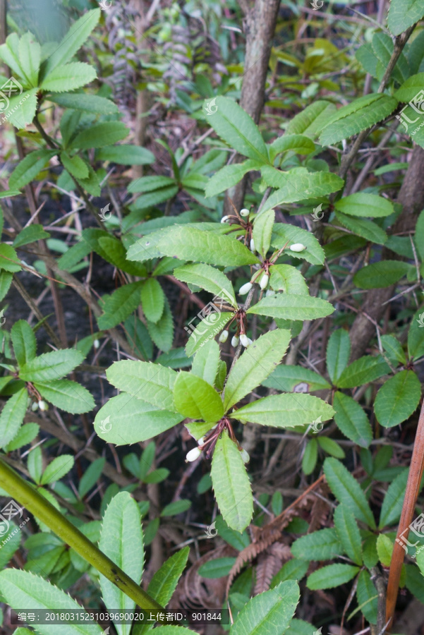 小檗科野生植物假豪猪刺