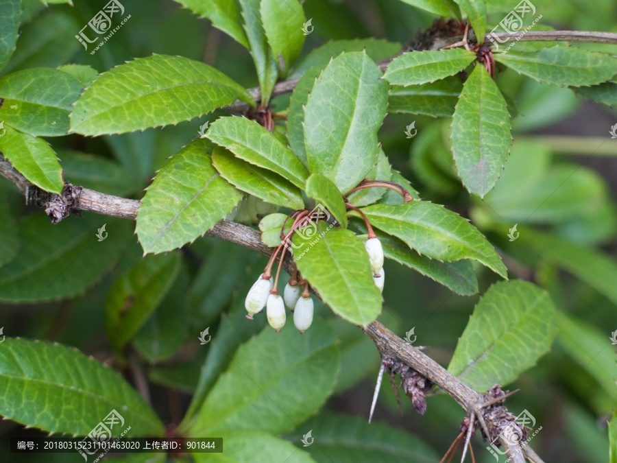 小檗科野生植物假豪猪刺