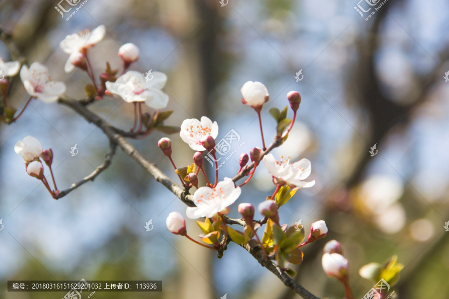 花朵,白色的花