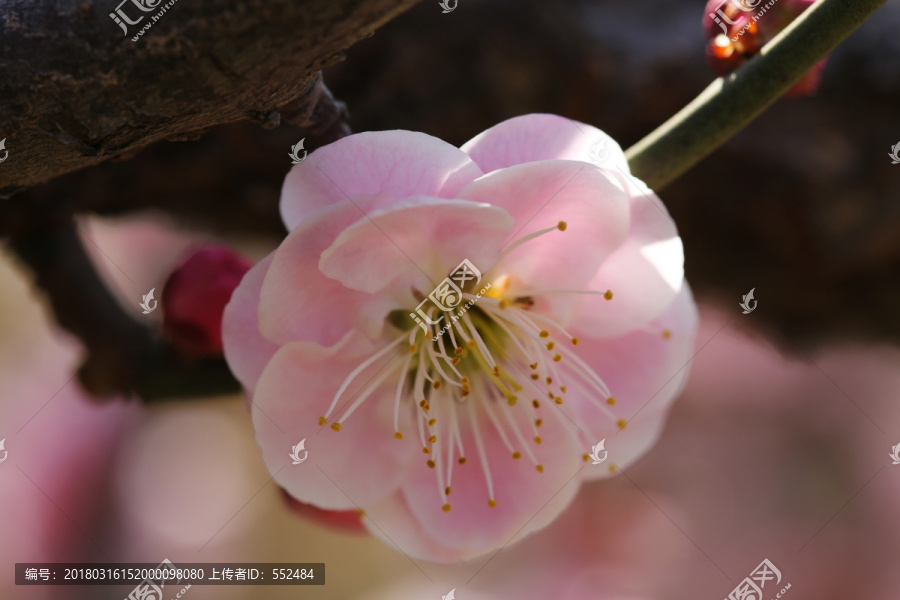 梅花