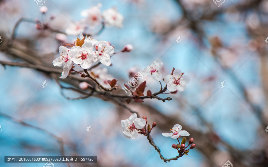 梨花又开放