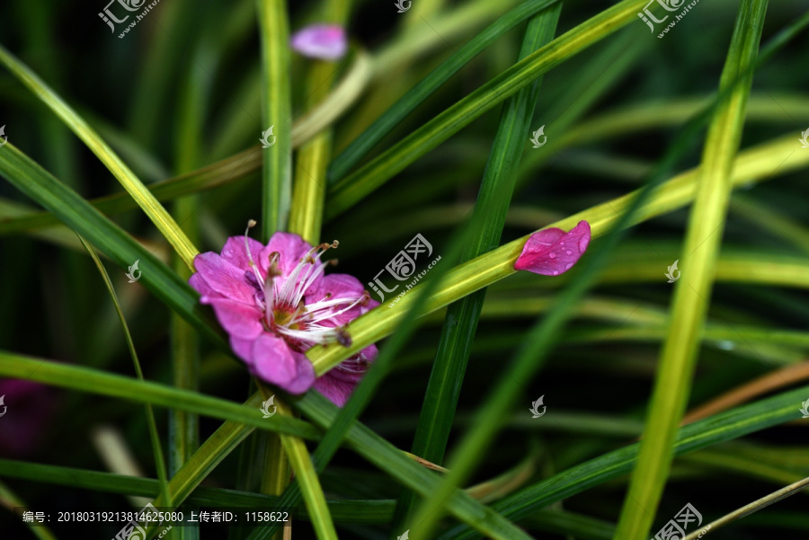 梅花前景素材