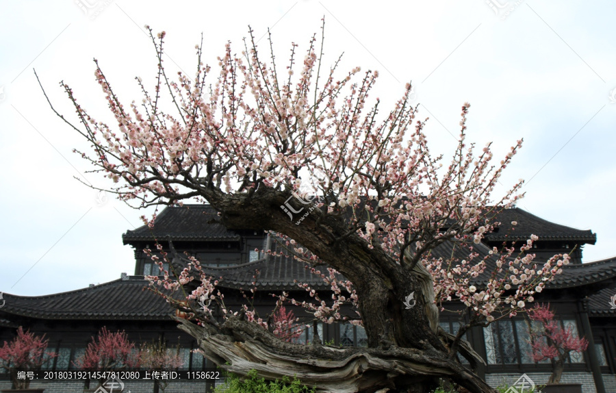 梅花前景素材