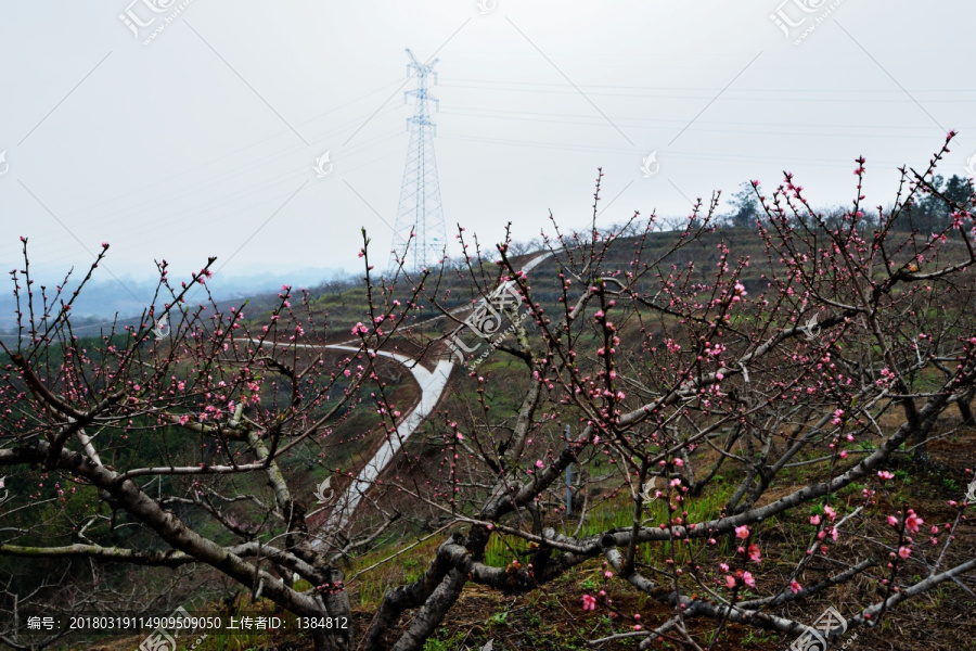 桃花,桃树,桃园