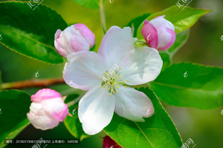 苹果花特写高清大图照片