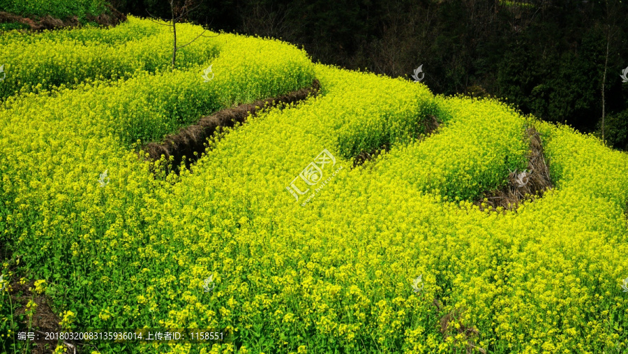 田园风光