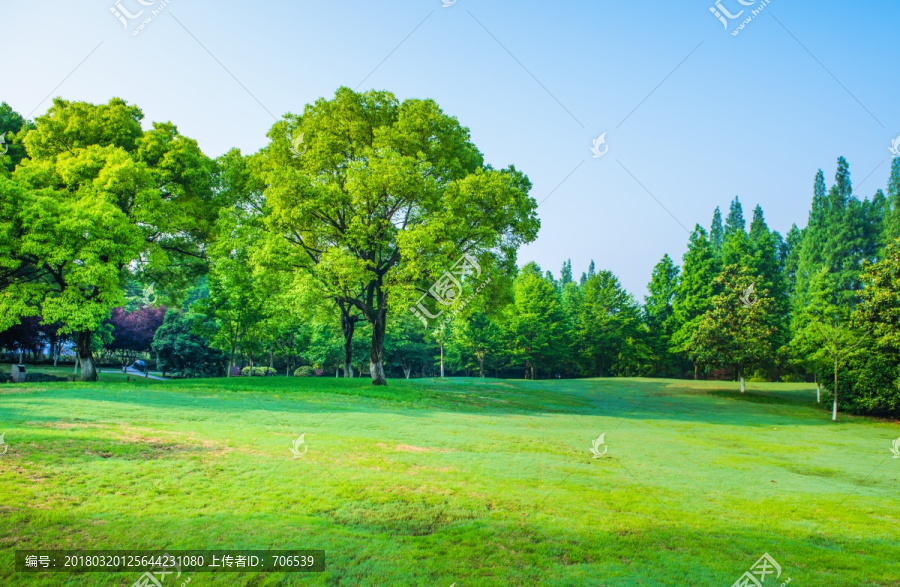 绿树林,阳光大草坪