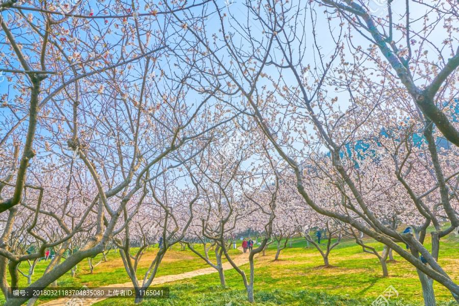 杏花,杏花林,高清大图