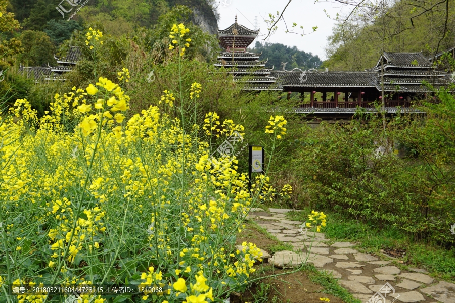 侗族风雨桥,春天,油菜花
