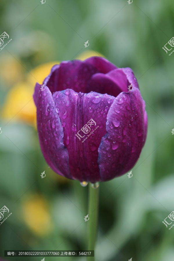 紫色郁郁金金香花朵朵