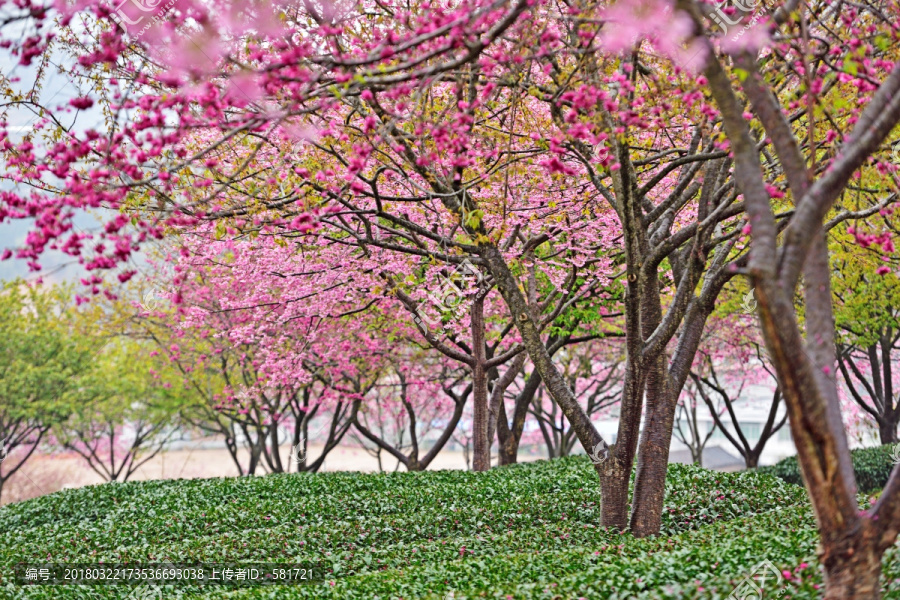 武汉大学樱花