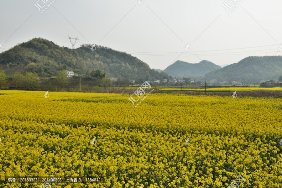 油菜花,油菜地,美丽乡村,菜花