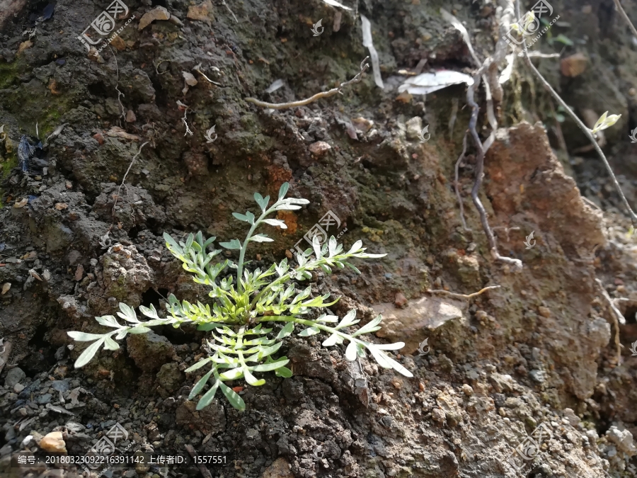 春天绿色植物小草