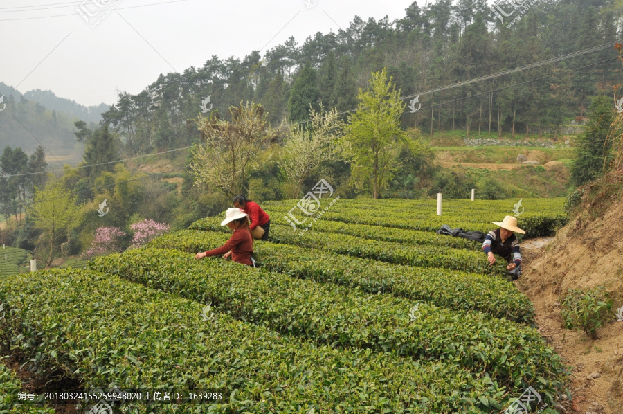 茶叶