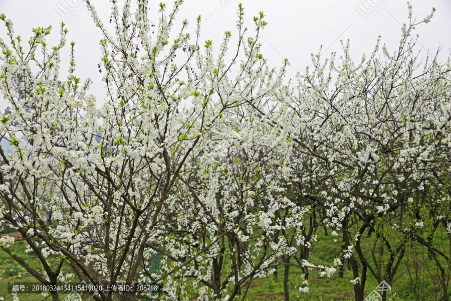 李树花