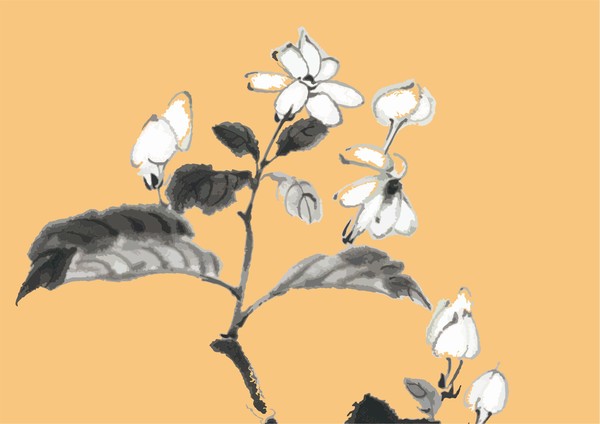 茉莉花,插畫,矢量