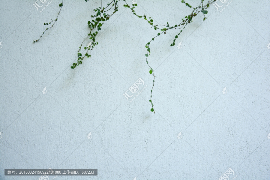 绿色植物白色背景墙