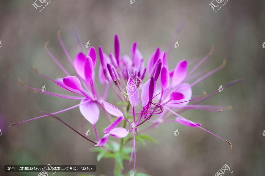 醉蝶花特写