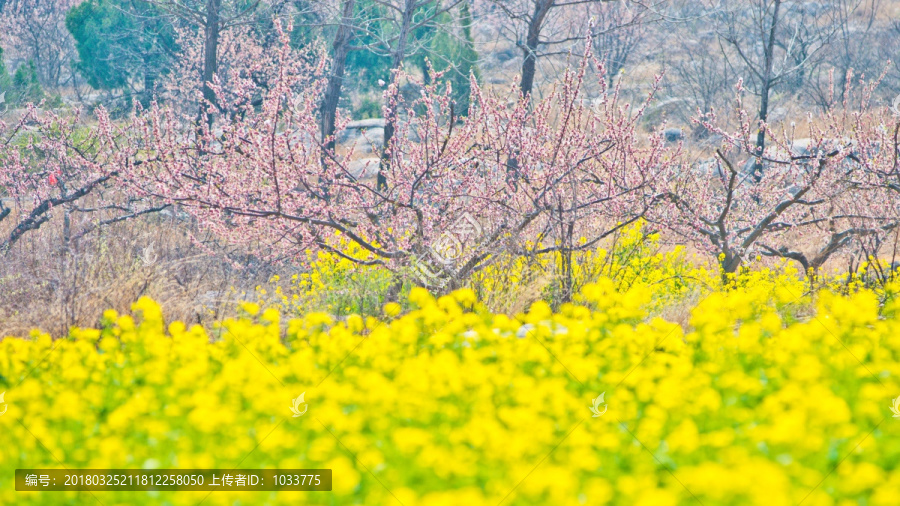 春季的山间麦田