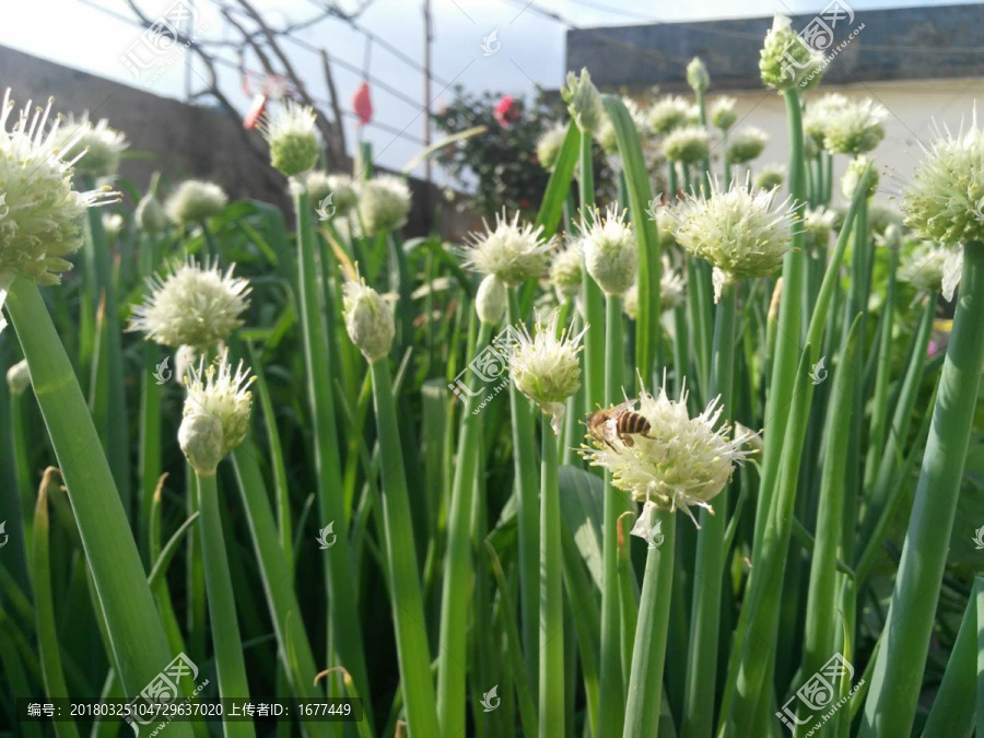 早春葱花蜜蜂