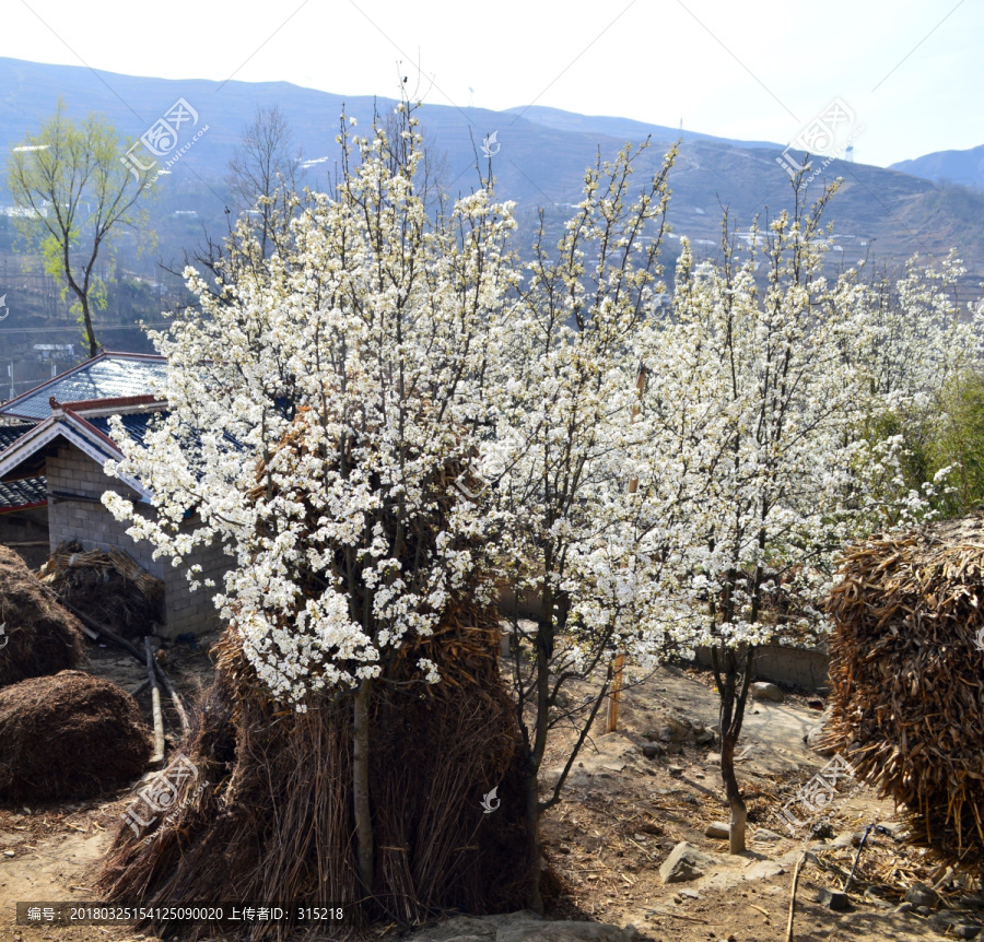 大凉山,梨花,瓦房,白花,李花