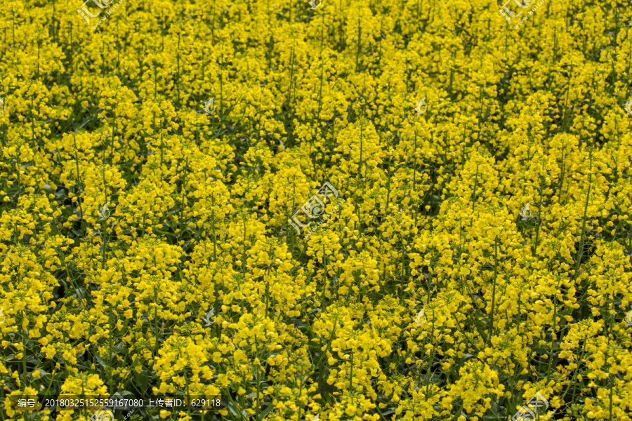 油菜花