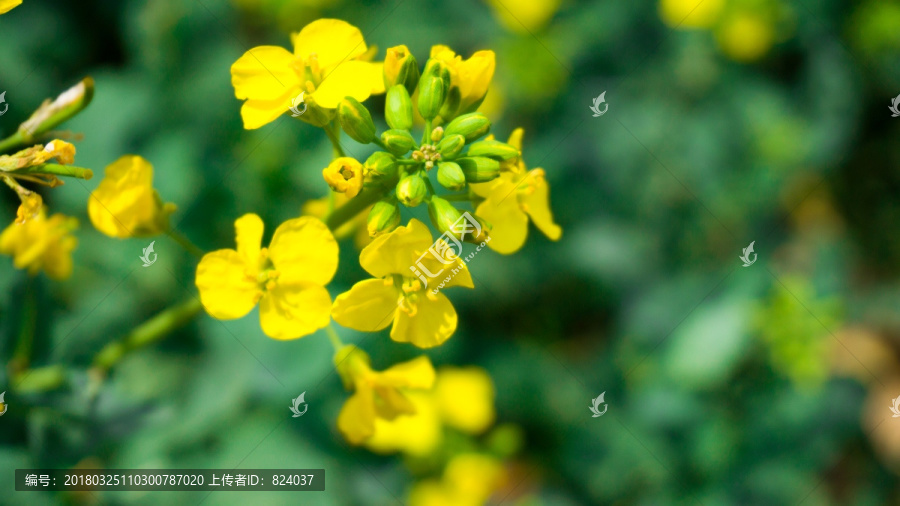 开放的油菜花