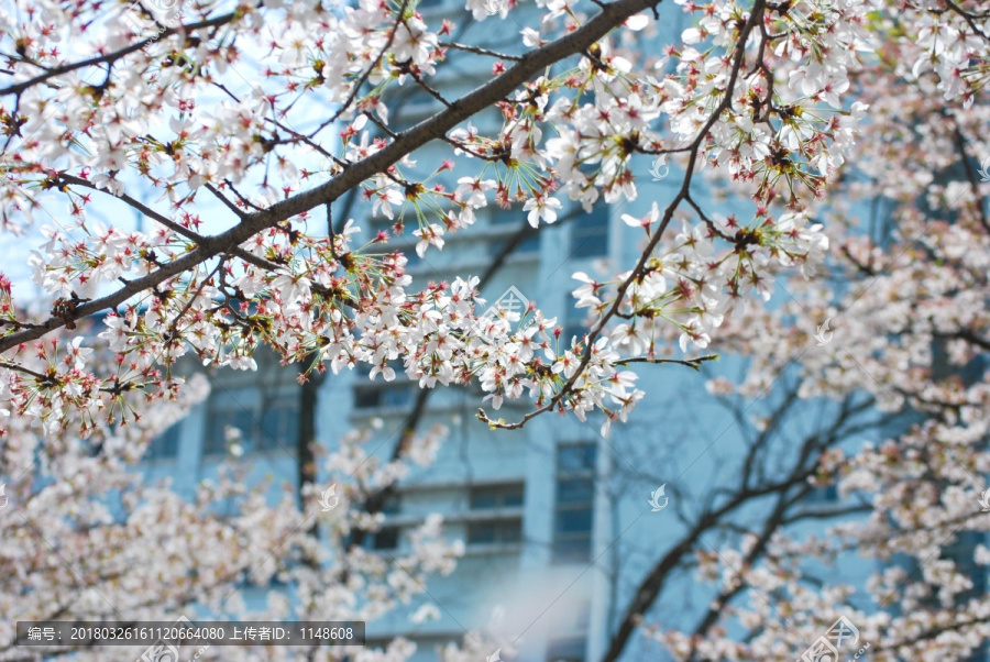 樱花