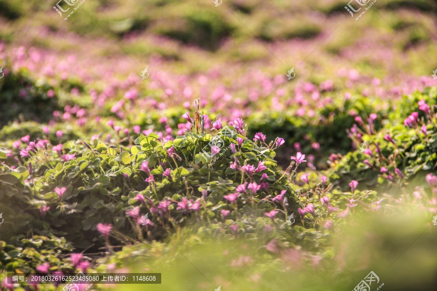 草坪花卉