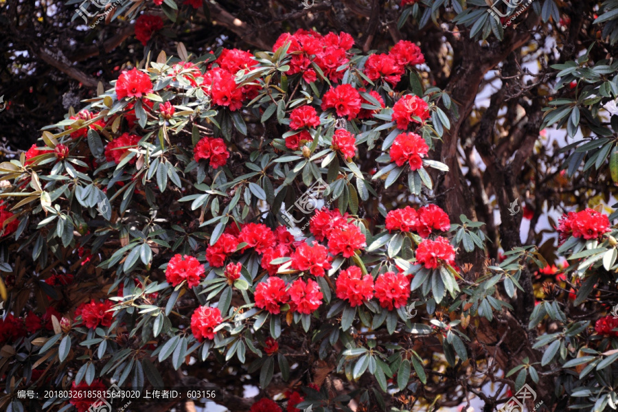 永德大雪山,杜鹃花