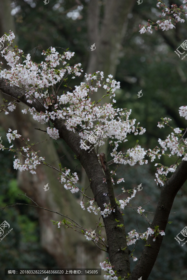 樱花