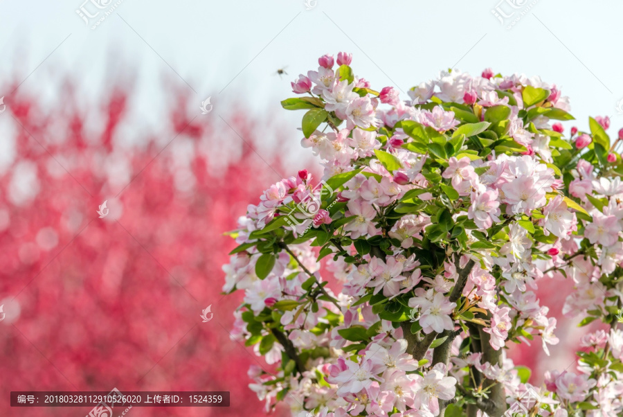 春天的花朵