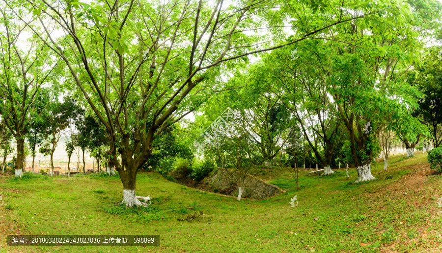 阳光绿树草地