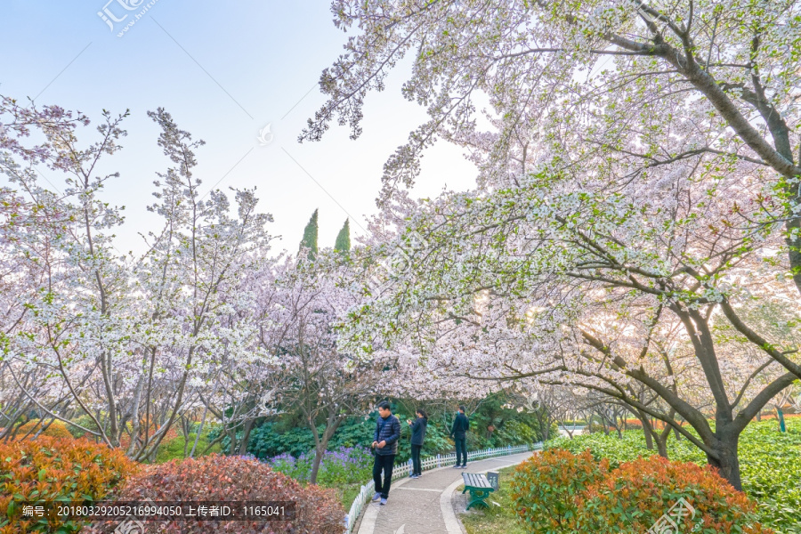 樱花,樱花树,高清大图