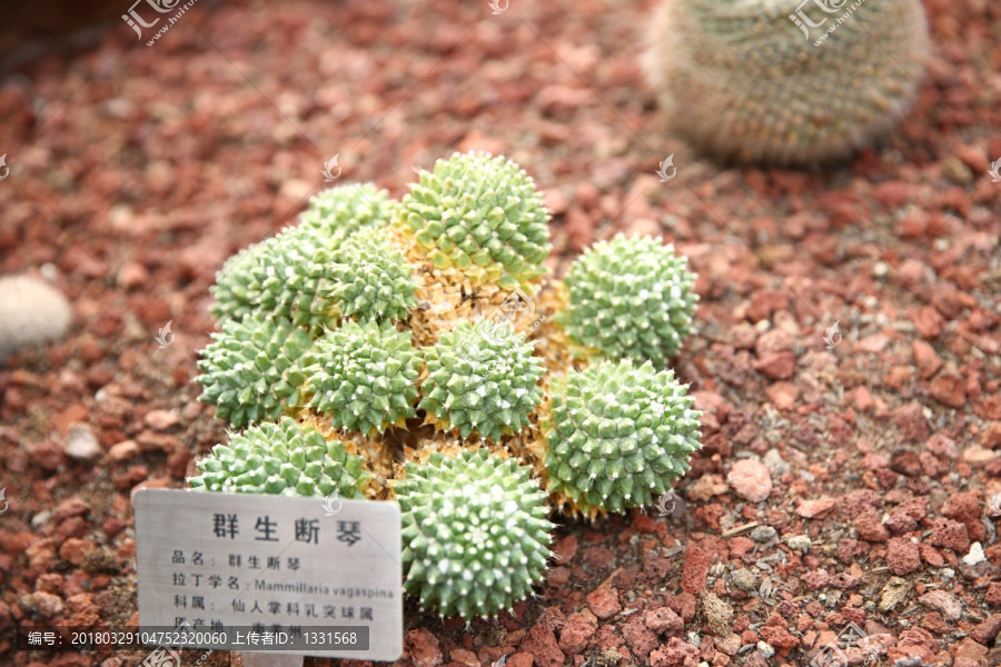 群生断琴,仙人掌,多肉,芦荟