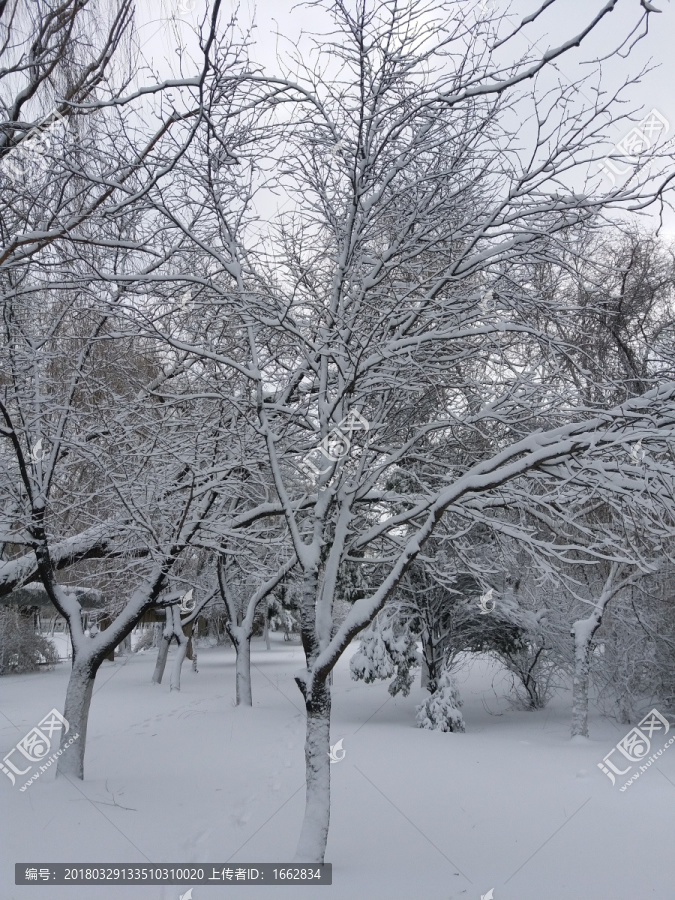 沈陽大雪公園枯樹