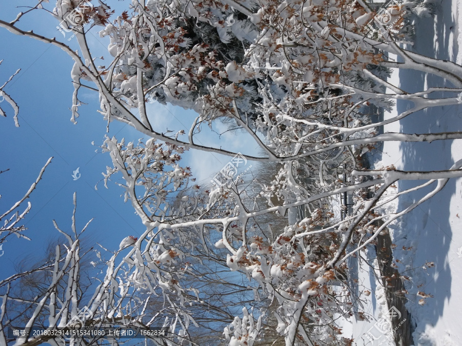 沈阳大雪树枝