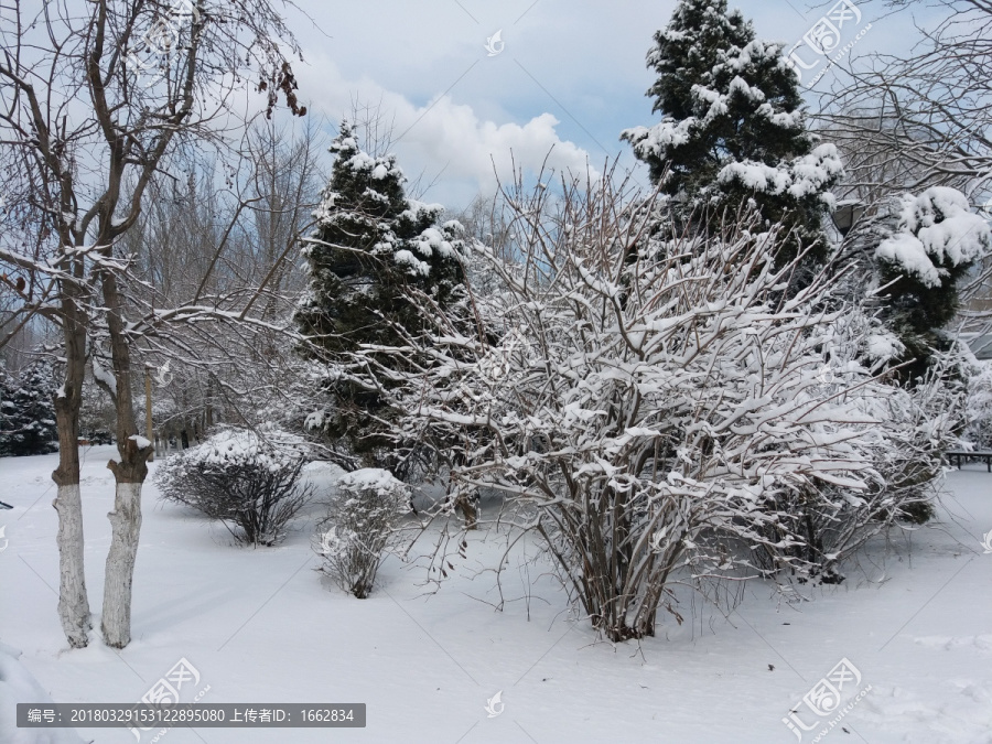 沈阳大雪之雪后松树