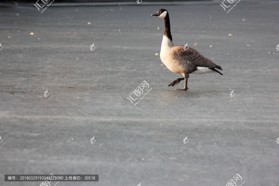 行走在冰面上的野鸭