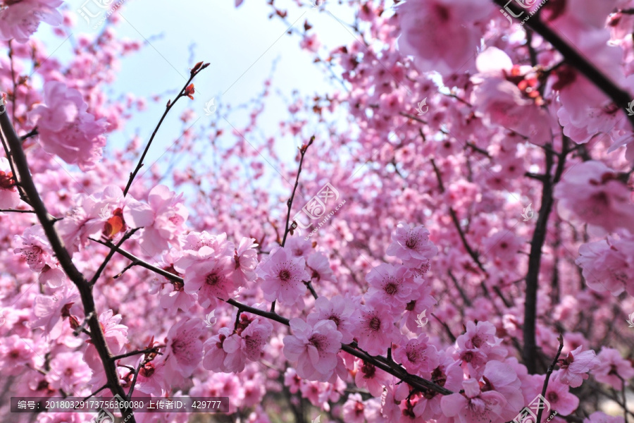 梅花,春天公园