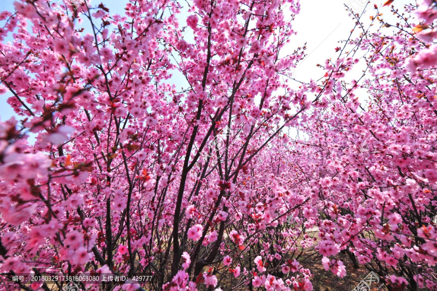 赏樱花