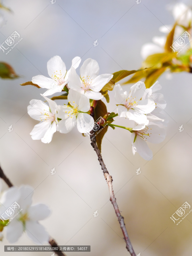 樱花花瓣特写