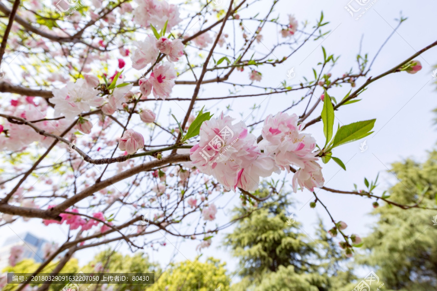 桃花