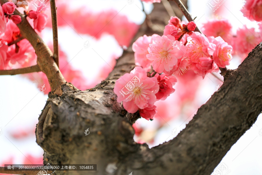 梅花盛开,粉色