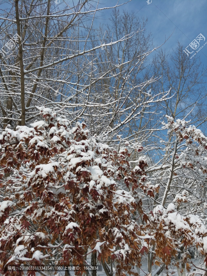 沈阳大雪之红色树叶