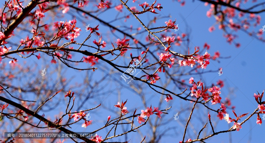 樱花