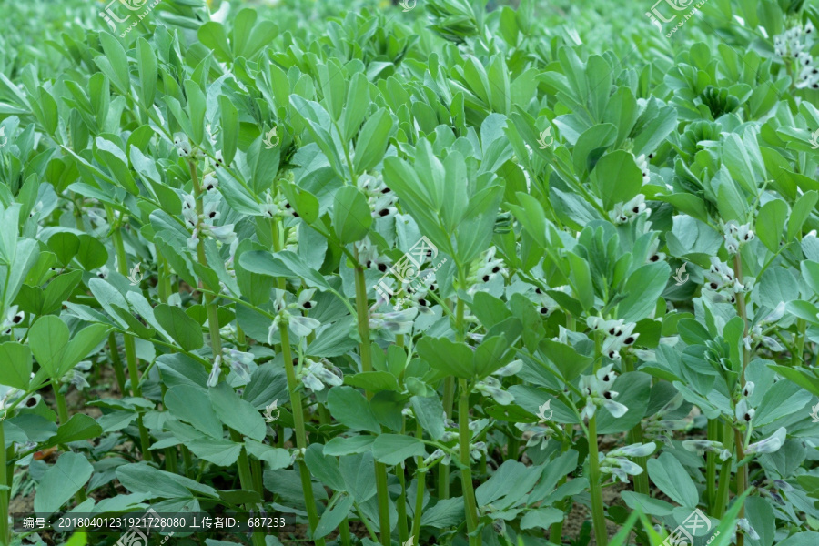 蚕豆花蚕豆地