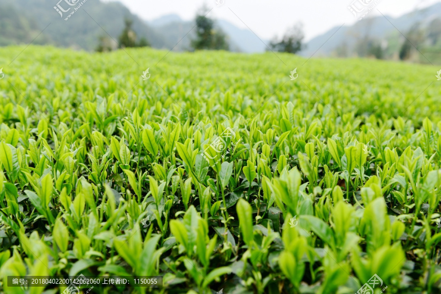 有机茶园