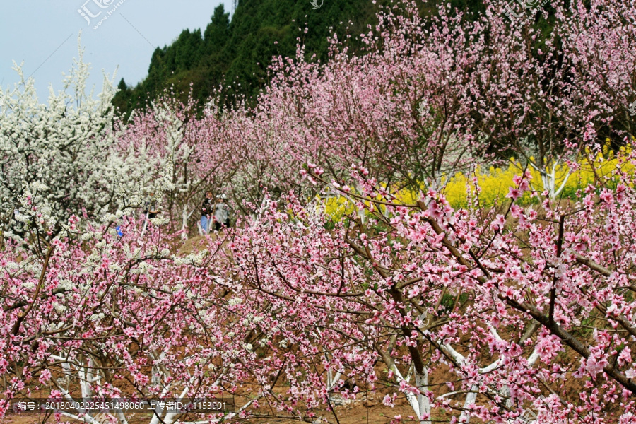 桃花林