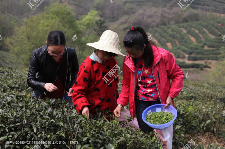 茶园,采茶人